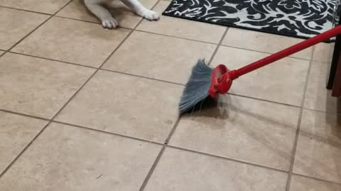 Puppy vs The Broom