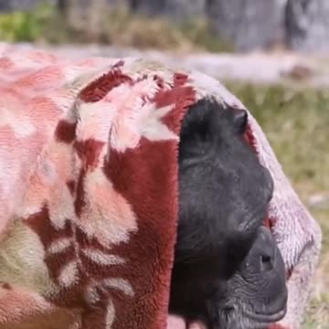 Don’t want to face the zoo visitors today