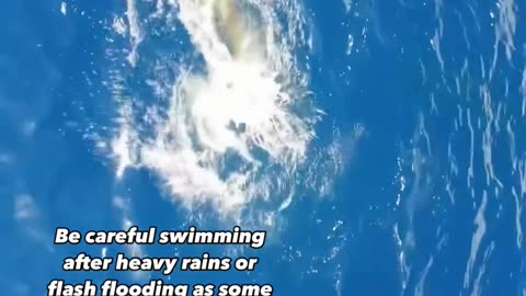 I recommend not swimming or surfing after heavy rainfall due to flooding
