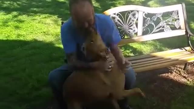 Dog doesn't recognise owner cause of weight loss..Until he sniffs him #rumble_shorts