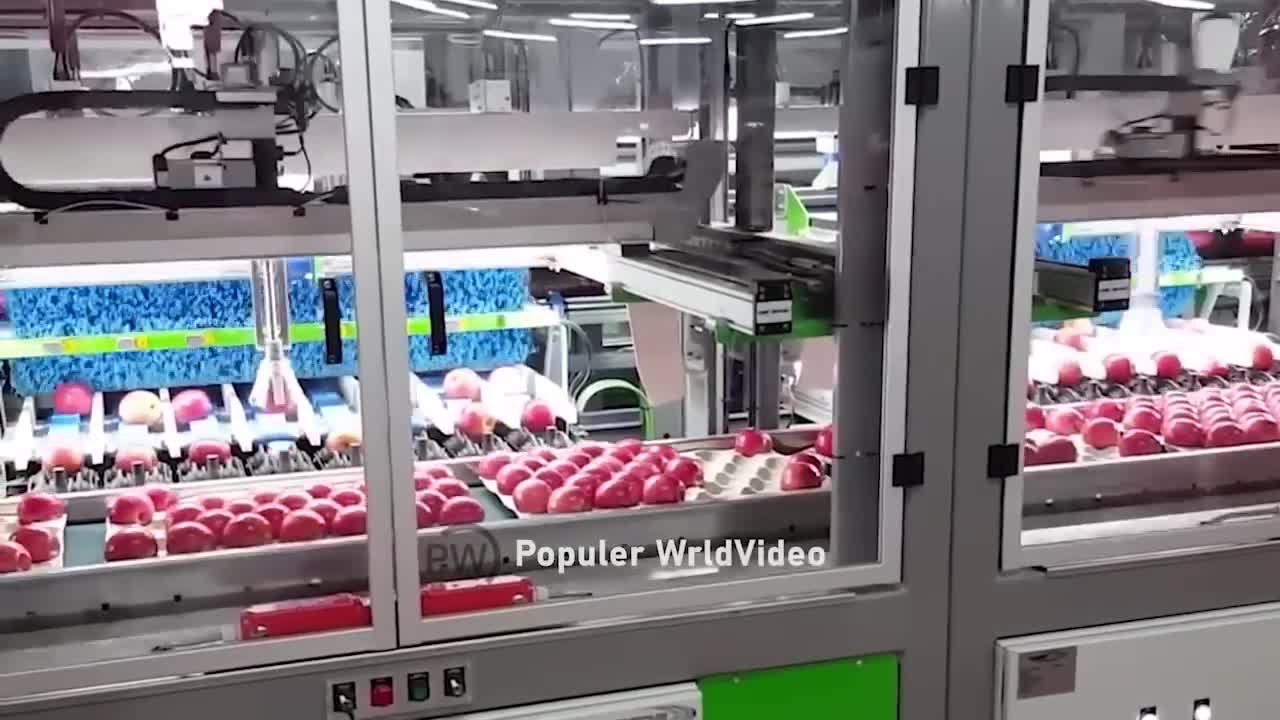 Watermelon production.