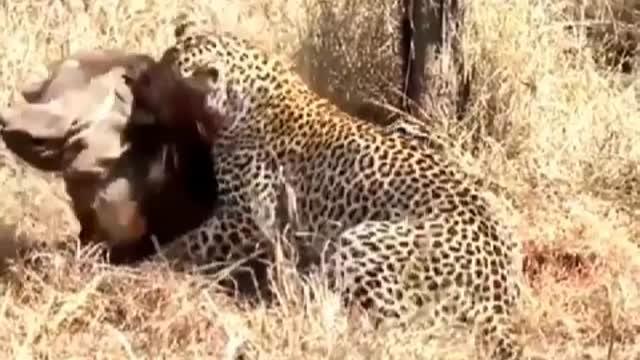 Leopard caught warts pig, is their dinner
