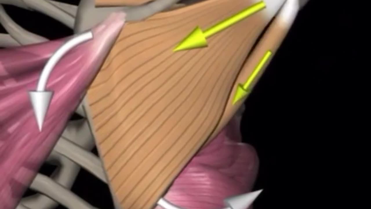 the rotator cuff