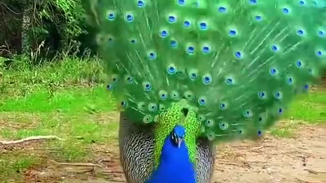 The peacock