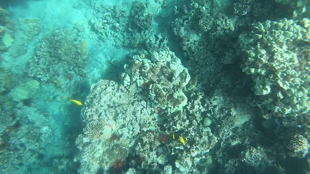 Snorkeling near Kihei in Maui