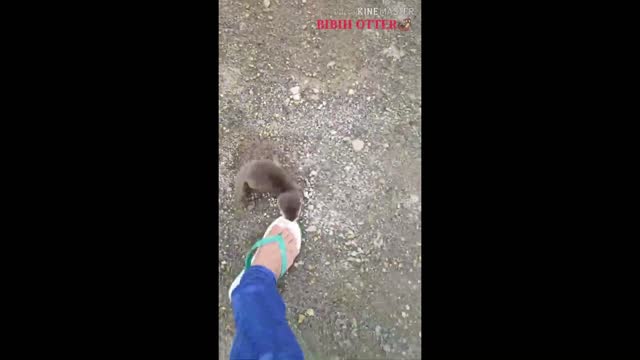 Cute Otters And Funny Otters Videos Compilation 1