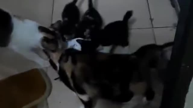 My cats are very happy