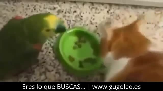 Animales graciosos