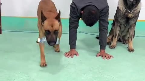 Pets funny training 🤣