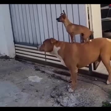 Os Curiosos de plantão 😂😂😂😂😂😂😂😂😂😂😂😂😂😂😂😂😂😂😂😂