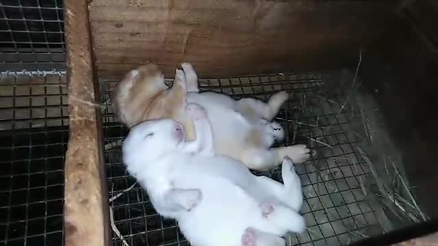 Two cute little baby rabbit is kicking while sleeping..