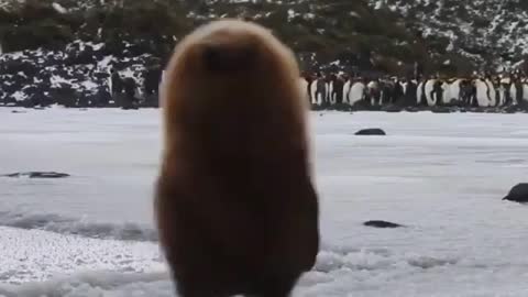 Cute and adorable animal behavior makes anyone happy to see it