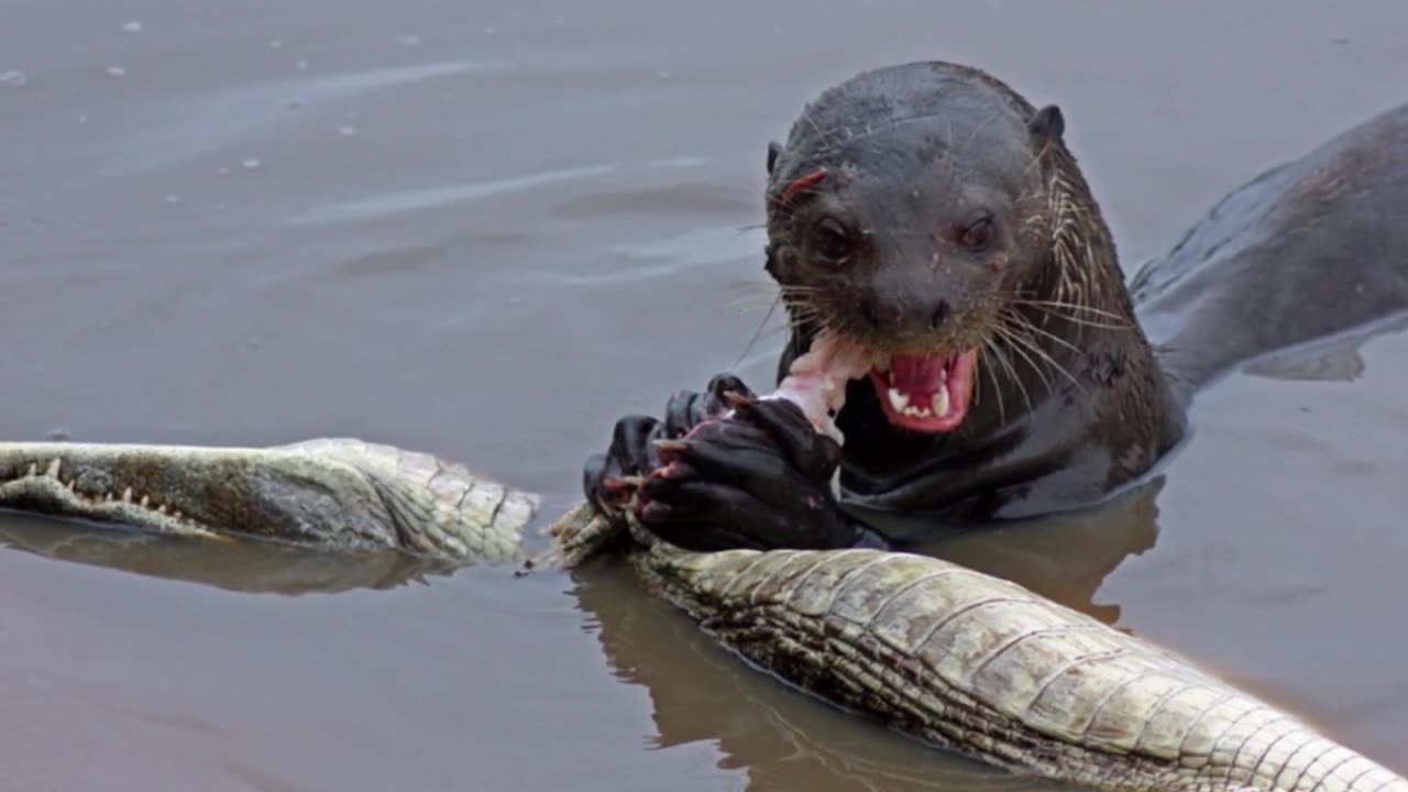 10 UNIQUE Animal Found in Brazil