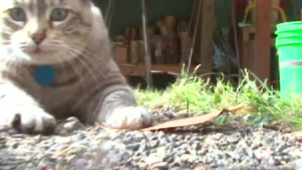 Funny Cat and Mouse video