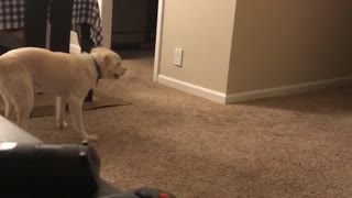 Dog runs around room super hyped red couch