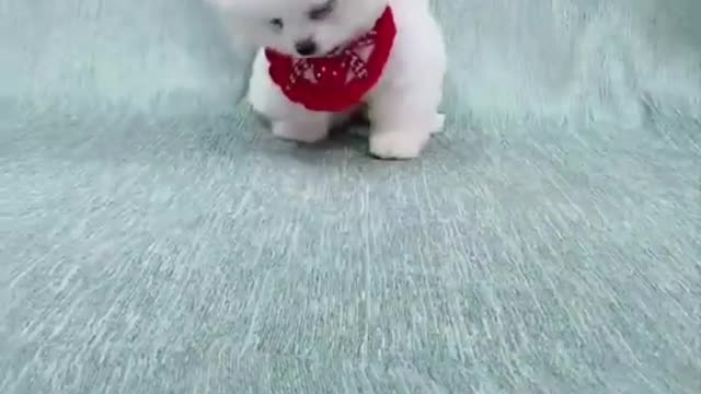 Funniest animals - Best of ever funny Animals video baby dog