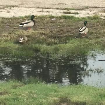 Duck friends