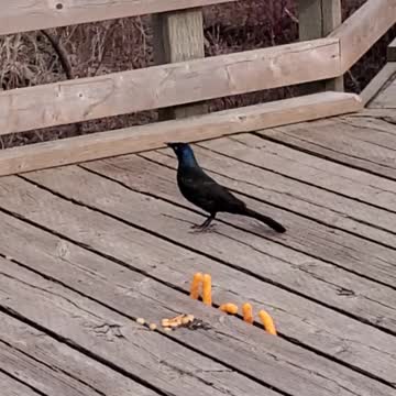 Look at this guy adorable