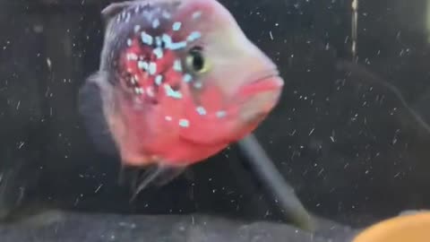 My fish eating the same food almost everyday8