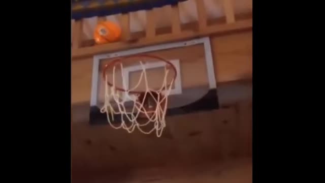 Cat Playing Basketball || Cute Cats || Watch till end