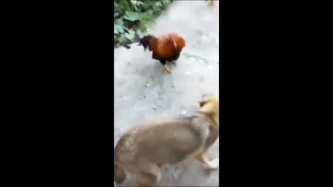 Dog 🐕🐕 vs chicken 🐓 Funny fight 🐕🐓🤣🤣