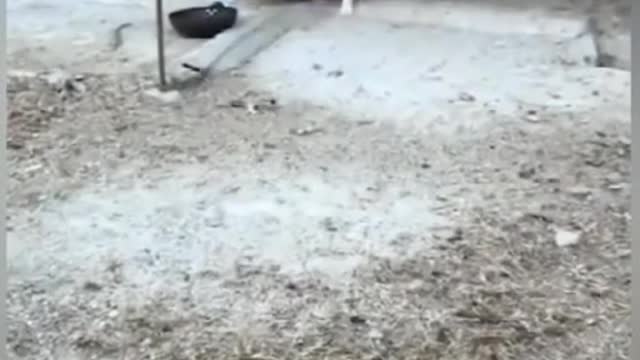 PART 2- Chicken VS Dog Fight - very Funny, Try Not To Laugh
