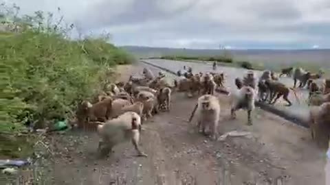 Funny monkeys on the street