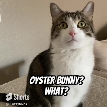 Oyster Bunny? Say what?