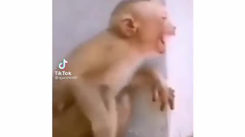 Funny Cats And Dogs Got Scared of women Singing🤣