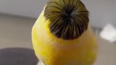 Enimal Funny video