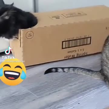 A Cat Train is comming