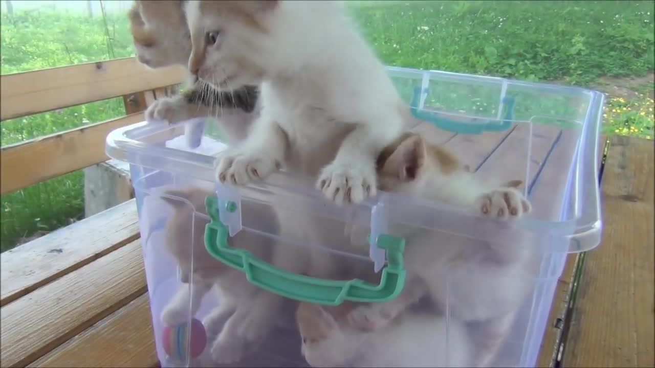 Kittens meowing - All talking at the same time!