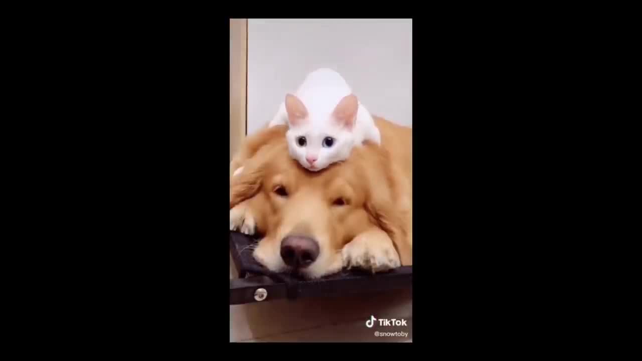 Animals SOO Cute! Cute baby Funniest and Cutest moment #shorts
