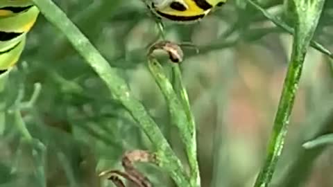 Hungry Caterpillar Enjoys Breakfast