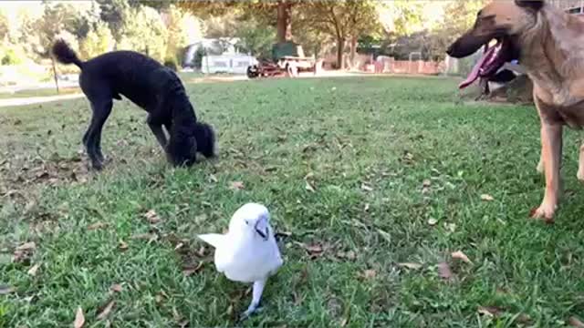 Cockatoo plays fetch with dogs.