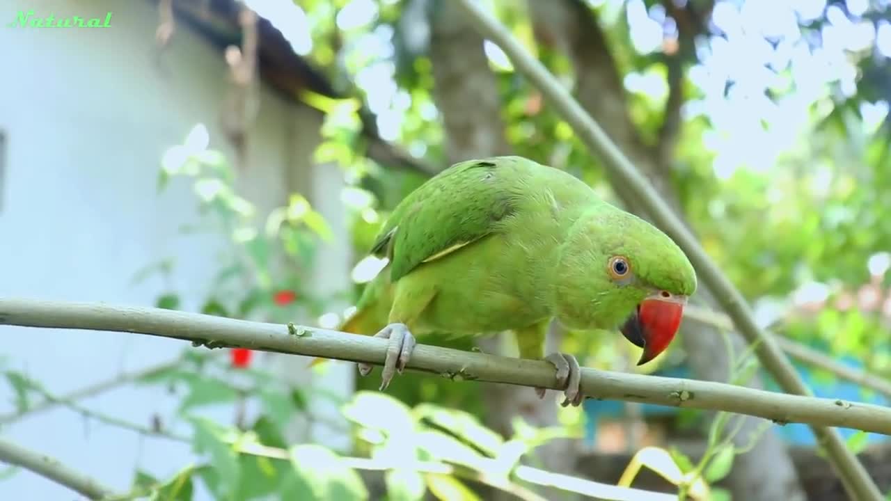 Loud Parrot Chirping Angry Voice - Natural Parrot Sounds - Parrot Calling Sounds --p5