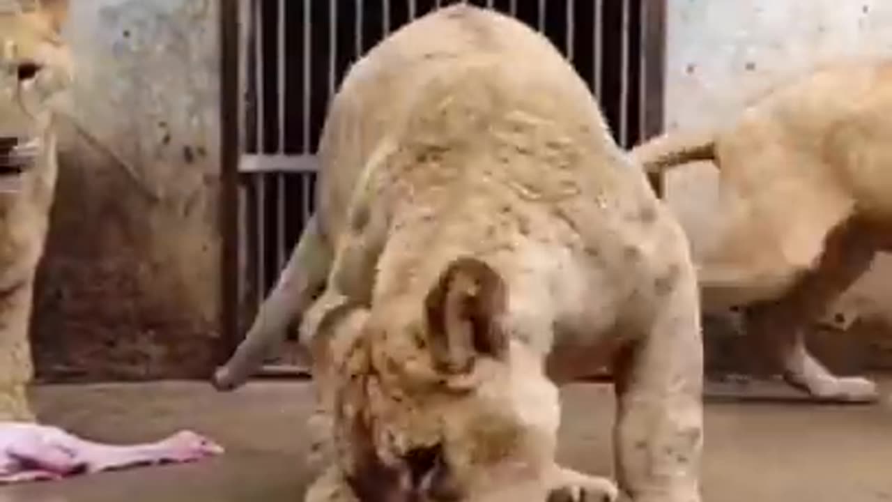 Lions at the zoo