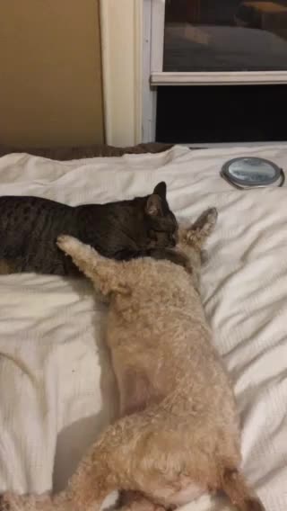 Dog and cat at play.