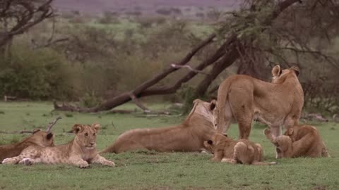 National Park African animal hunting At The Zoo 4K video