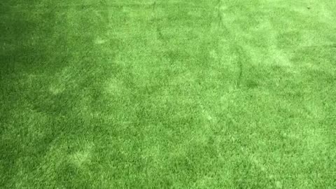 Professional Turf Installers Backyard 1