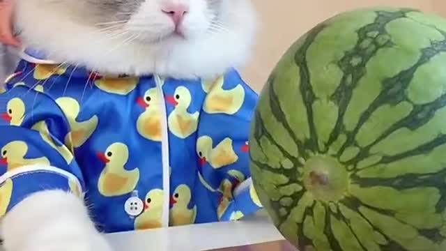 cute cat funny video