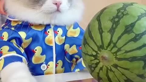 cute cat funny video