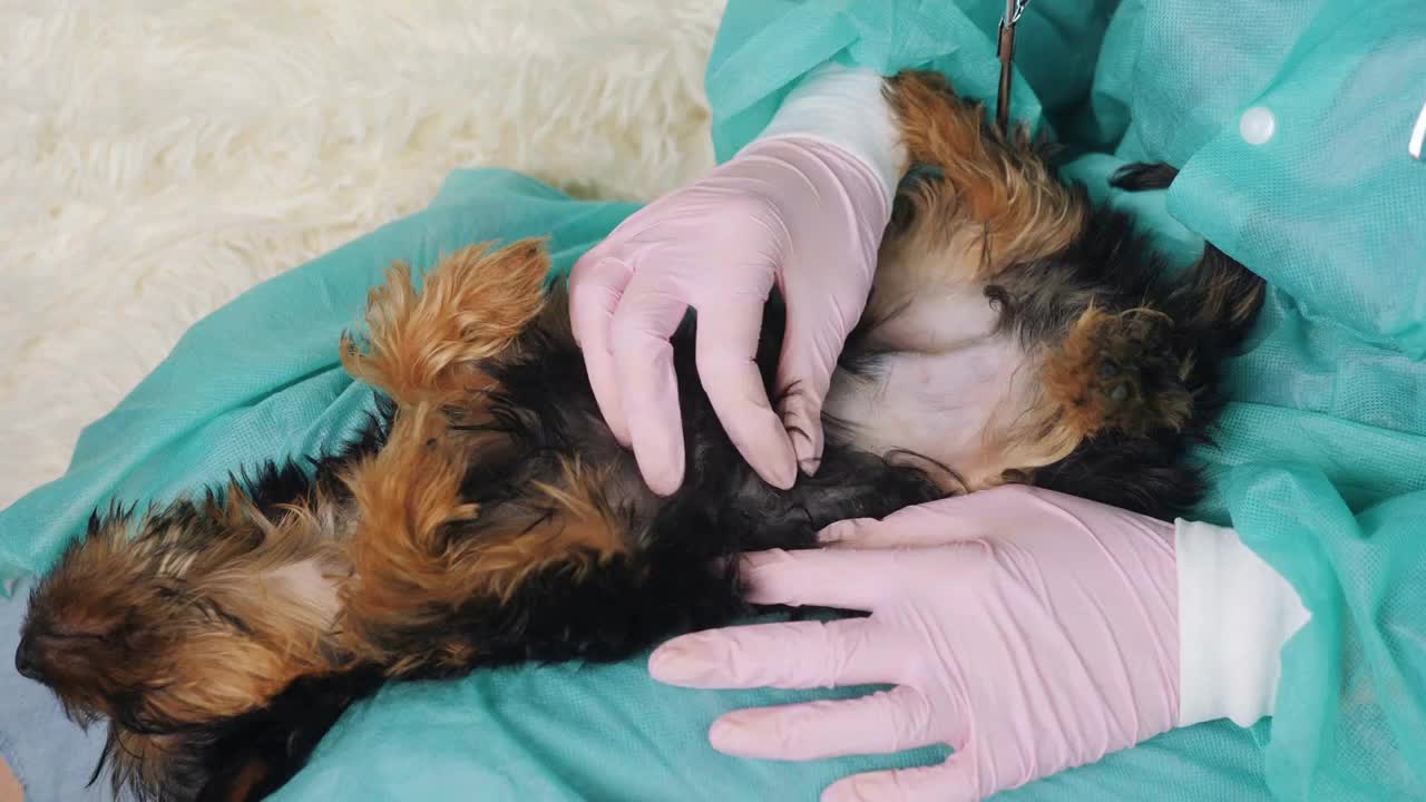 The family veterinarian palpates the belly of a small puppy Digestive problems in purebred dogs