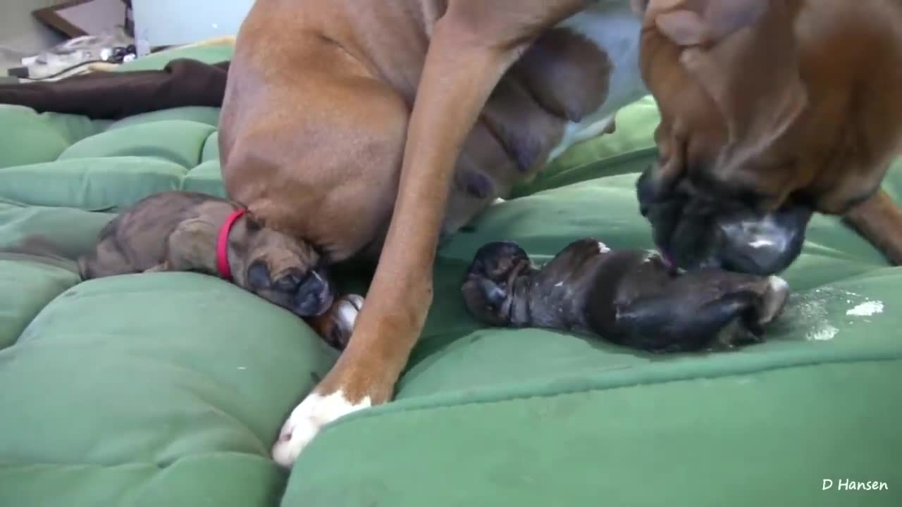 Dog Has Amazing Birth While Standing!!