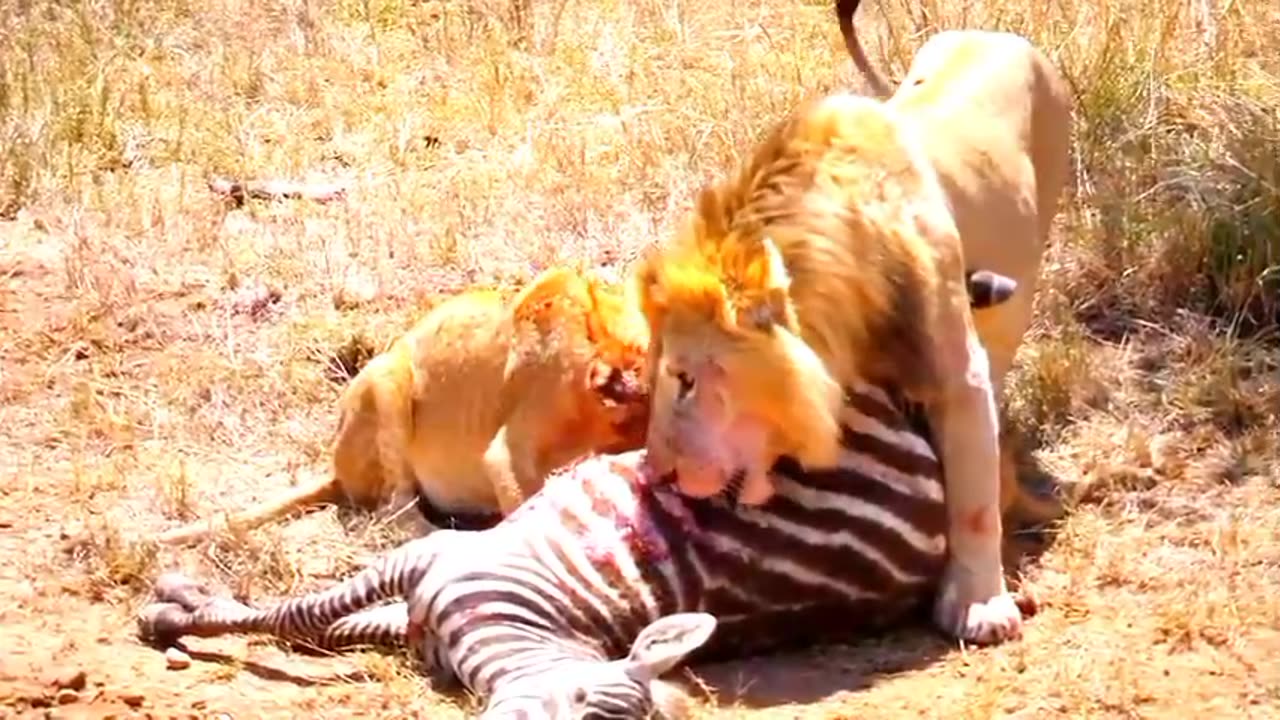 Serengeti__Pride_of_lions_hunting_and_killing_zebras__4_K_UHD_