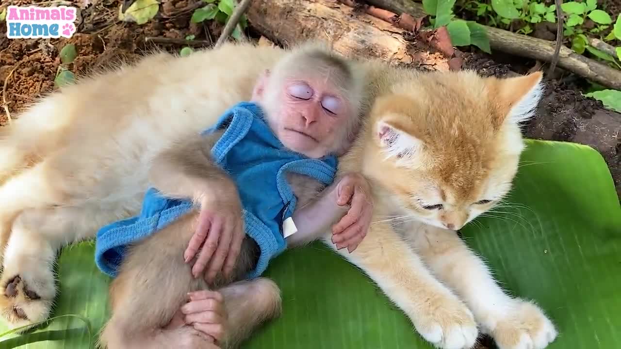 Ody cat lull BiBi monkey to sleep 2022