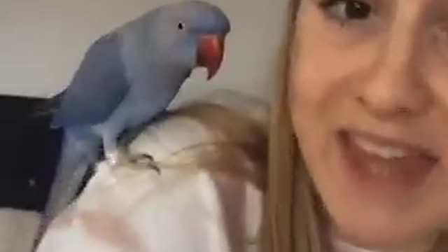 Intelligent Parrot