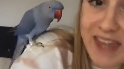 Intelligent Parrot