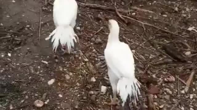 small chicks in my roaf for home raising