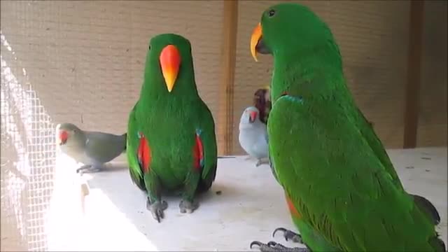 Funny BIRDS & PARROTS ( best)